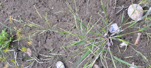 Smooth Witchgrass