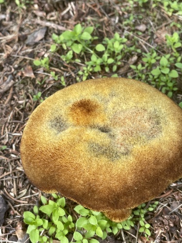 European Dyer's Polypore
