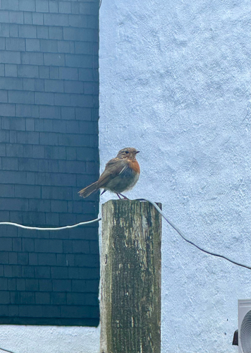 European Robin
