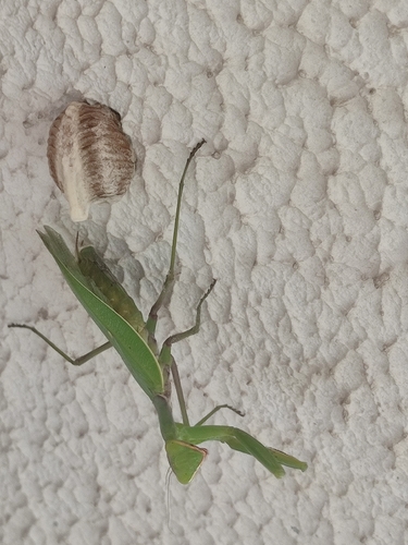 Transcaucasian Giant Mantis