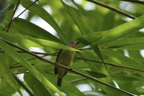 Ruby-cheeked Sunbird