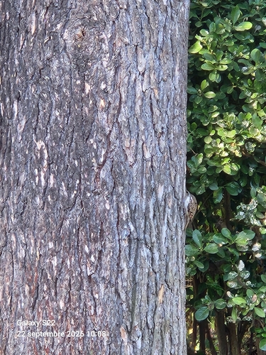 Short-toed Treecreeper