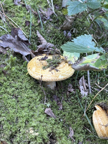 spotted milkcap