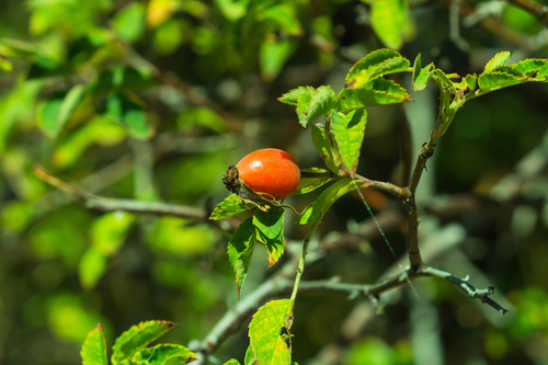 Dog-rose