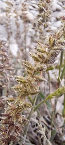 European Bur-grass