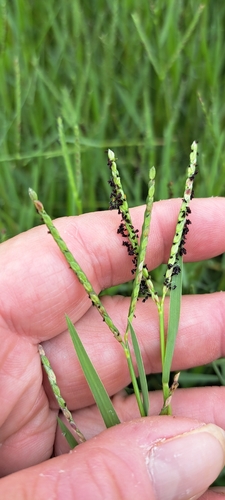 knot grass