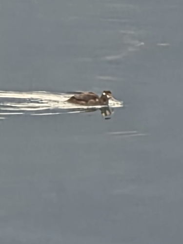 Harlequin Duck