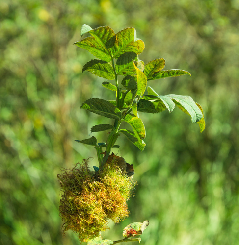 Mossy Rose Gall Wasp