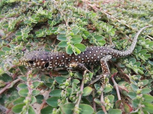 Ocellated Lizard