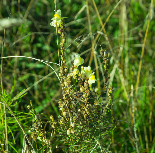 common toadflax