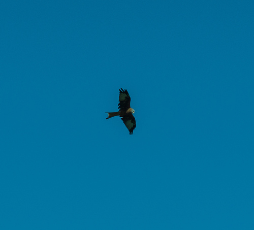 Red Kite