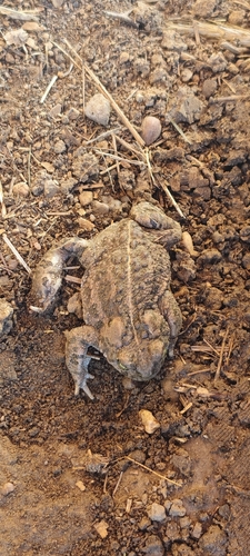 Natterjack Toad