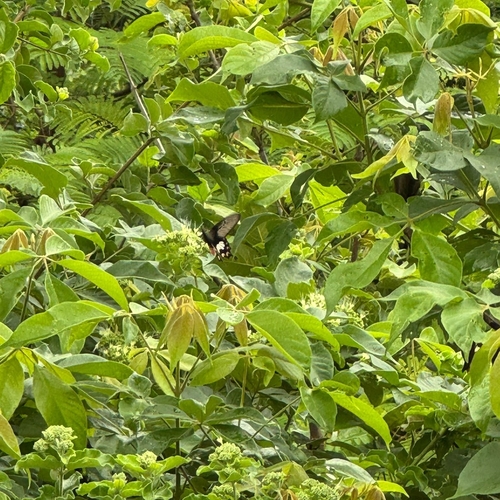 Common Rose Swallowtail