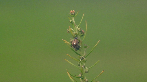 Larch Lady Beetle