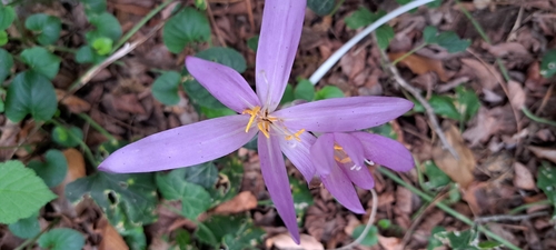 Autumn Crocus