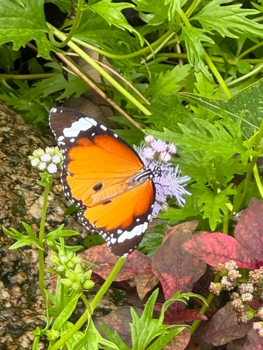 Plain Tiger Butterfly
