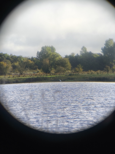Great Egret