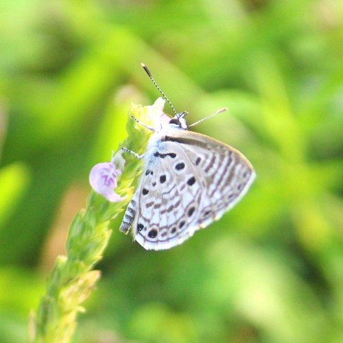 African Babul Blue
