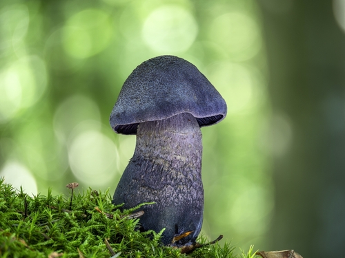 violet webcap