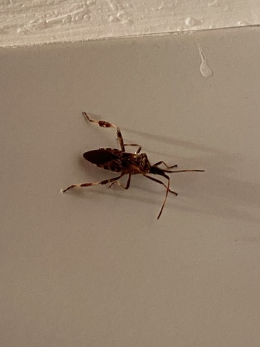 Western Conifer Seed Bug