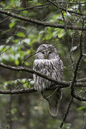 Ural Owl