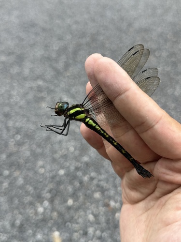 Indaeschna ornithocephala