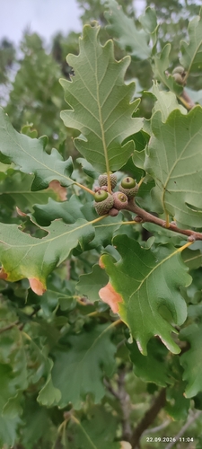 downy oak
