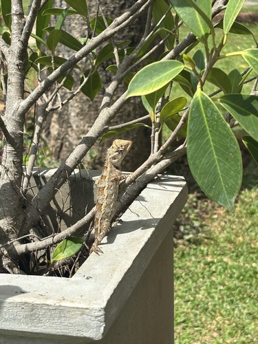 Indian Garden Lizard