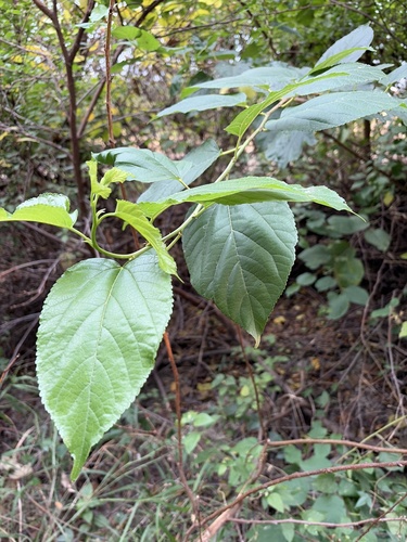 Korean mulberry