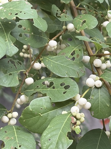 snowberrytree