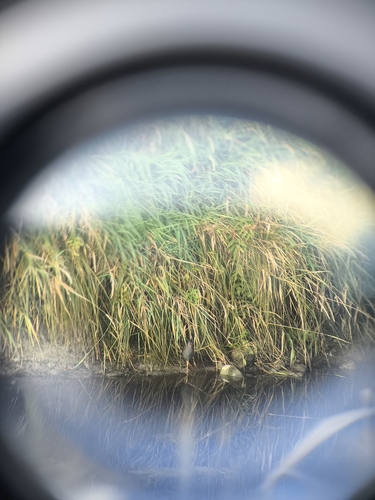 Water Rail