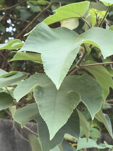 Paper mulberry