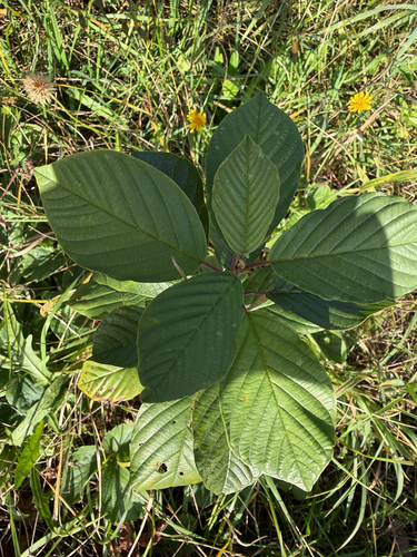 alder buckthorn
