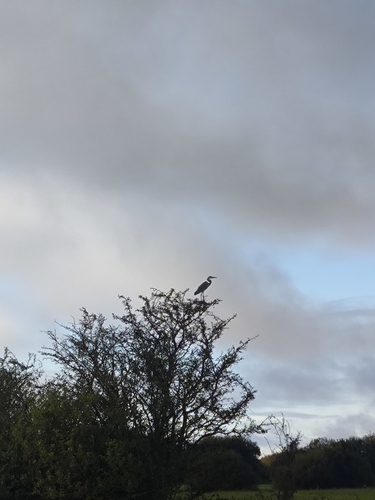 Grey Heron