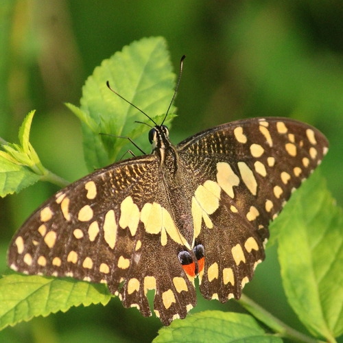 Lime Swallowtail