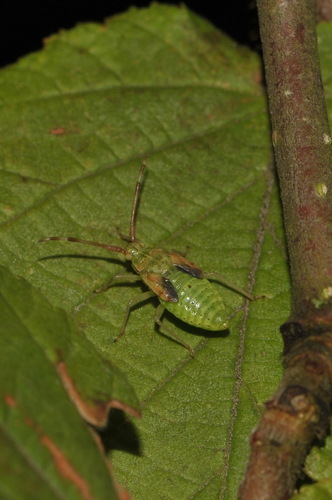 Hazel bug
