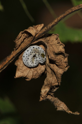 Figwort sawfly