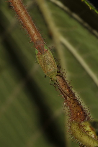 Hazel bug