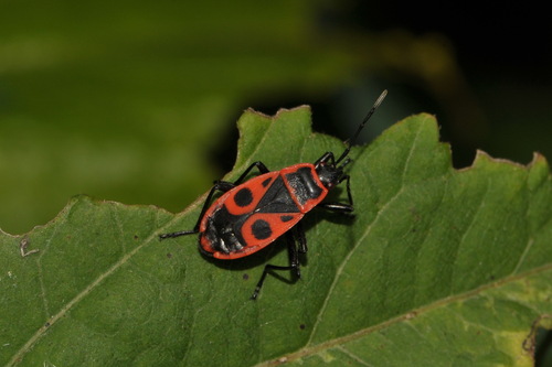 European Firebug