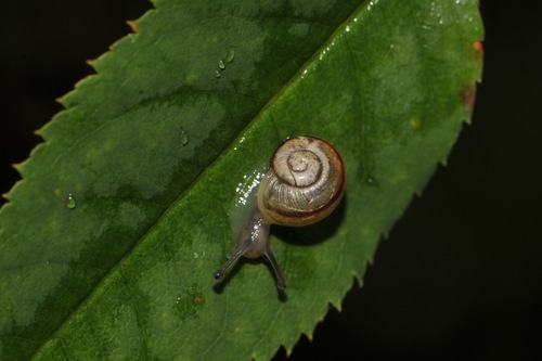 Cepaea