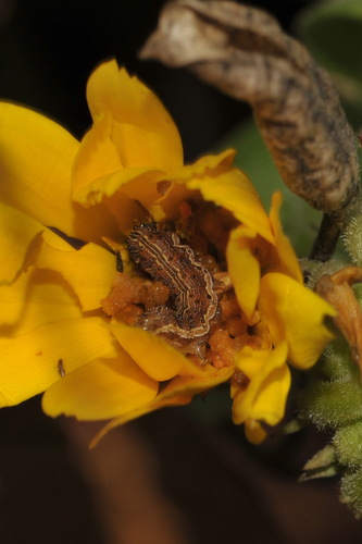 Cotton Bollworm Moth