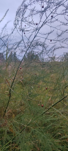 wild asparagus