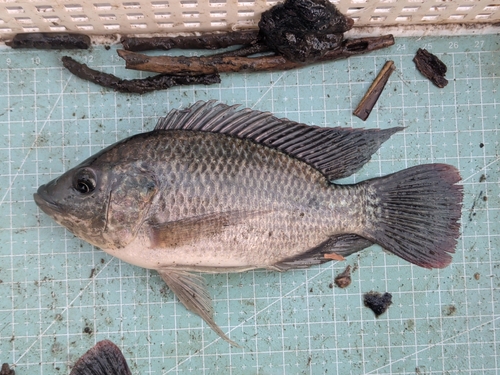 Mozambique Tilapia