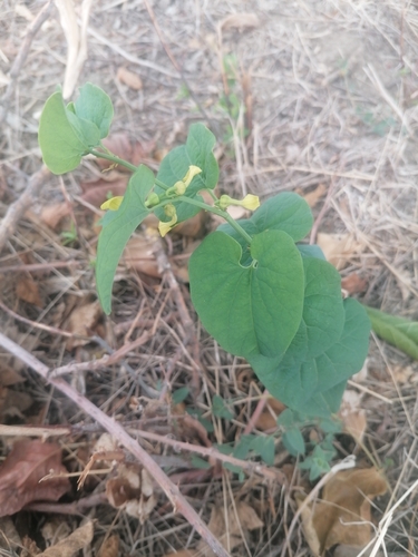 Birthwort
