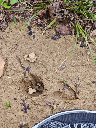 Western Roe Deer