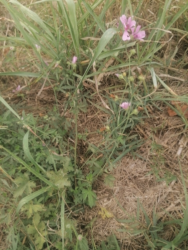 Hemp-leaved Mallow
