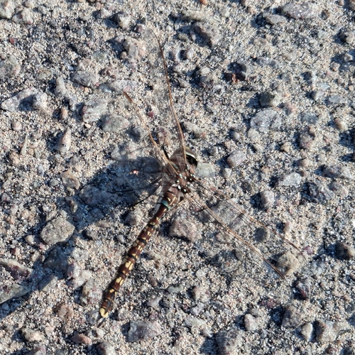 Blue-spotted Hawker