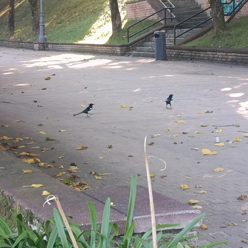 Eurasian Magpie