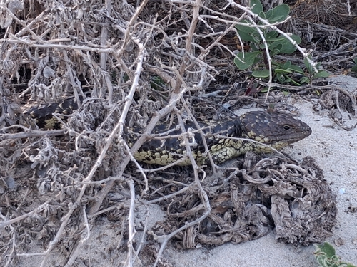 Southwestern Shingleback