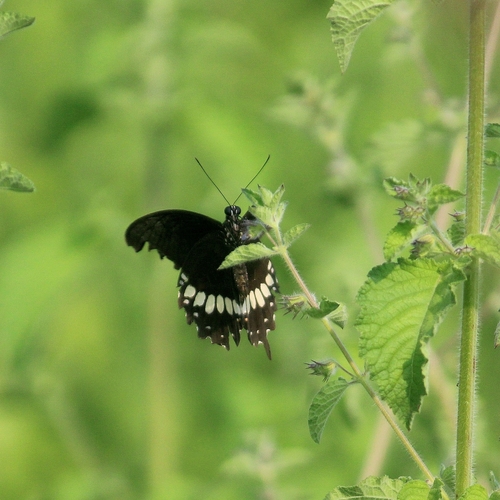 Common Mormon Swallowtail